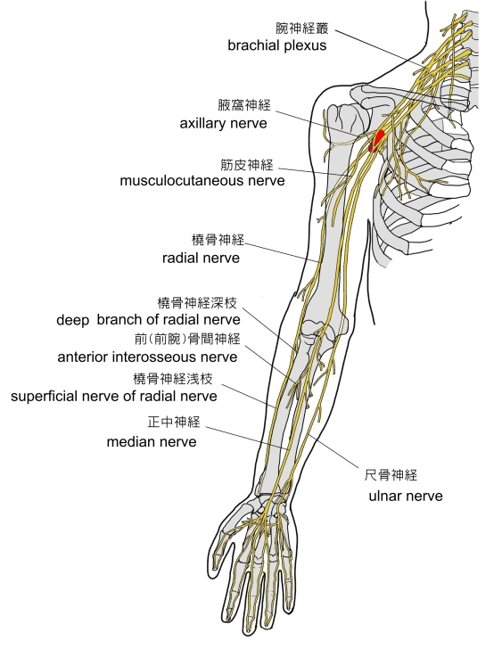 右手の神経図